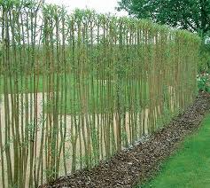 Valla De Mimbre Outdoor Gardens Beautiful Gardens Garden Screening