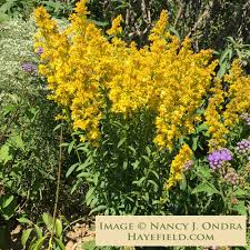 Image result for Solidago