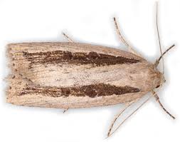 Image result for Chilodes maritima