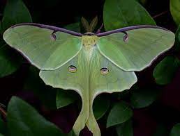 image result for luna moth 蛾