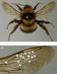 Image result for Bombus hortorum