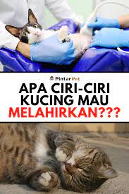 Kenali 7 Ciri Ciri Kucing Akan Melahirkan Ini In 2021 Kucing Hamil Pengikut