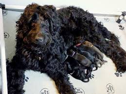 The staff of midland animal clinic with a huge litter of goldendoodle puppies. Crossfield Doodles On Twitter Here S Our Beautiful Zoe With Her 10 Standard F1b Goldendoodle Puppies Born 8 29 15 7 Black 3 Brown Doodles Http T Co Tvl4arzirr