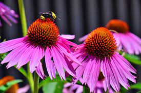On all house plant orders placed till may 8th, we will be offering complimentary wrapping. 3 Ways To Create A Bee Friendly Garden Or Balcony Product Care Recycling