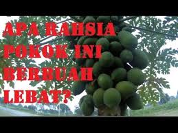 Durian (durio zibethinus l.) adalah buah yang paling terkenal di asia tenggara. Mungkin Ini Rahsianya Pokok Betik Itu Berbuah Amat Lebat Youtube