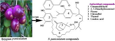 Image result for Syzygium komatiense