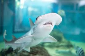 Image result for Shark