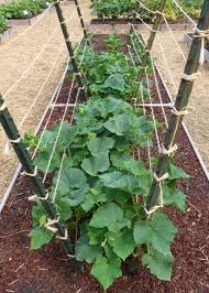 Do green beans need trellis? Garden Trellis Ideas Seed Savers Exchange