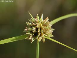 Image result for Cyperus denudatus