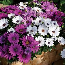 Image result for Osteospermum