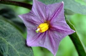Image result for Solanum melongena