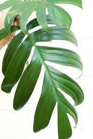 Rhaphidophora Decursiva Large Palm Like Climbing Aroid Monstera Philodendron Philodendron Monstera Philodendron Plant Philodendron