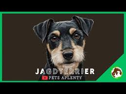 Image result for jagdteriér