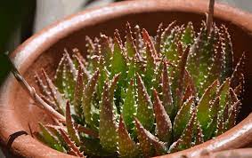 Download free books in pdf format. Aloe Crosby S Prolific The Tilth