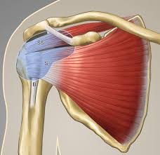 The rotator cuff is a group of four muscles and tendons that surround the glenohumeral joint. Shoulder Us Anatomy Technique And Scanning Pitfalls Radiology