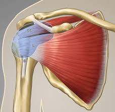 The undersurface of the supraspinatus tendon should be smooth. Shoulder Us Anatomy Technique And Scanning Pitfalls Radiology
