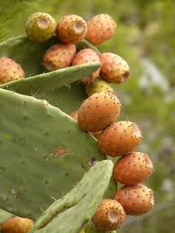 Cactus juice, also known as nopales or prickly pear juice, is gaining popularity in recent times. Prickly Pear Cactus Figs Free Photo On Pixabay