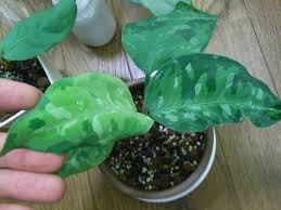 アグラオネマ 復活系 Aqu Raceae