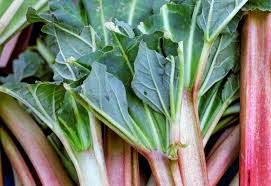 Rhubarb Planting Growing And Harvesting Rhubarb The Old