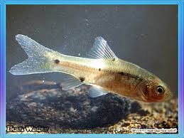 Nama Binatang Dari Huruf W Nama Gambar Binatang Binatang Ikan Gambar