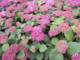 Image result for Hydrangea arborescens Pink Anabelle