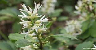 Maybe you would like to learn more about one of these? Pachysandra Terminalis Care Growing The Japanese Spurge