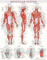 Quickstudy Muscular System Laminated Poster Muscular System Human Muscular System Muscular System Anatomy