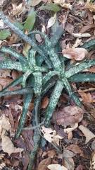 Image result for Pseudocalyx saccatus