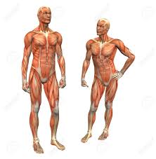 Each ductus deferens ends in an enlarged portion, an ampulla, which acts as a reservoir. Anatomy Muscle Man Standing W Clipping Mask Stock Photo Picture And Royalty Free Image Image 269395