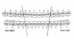 Ortho Tooth Chart Www Bedowntowndaytona Com