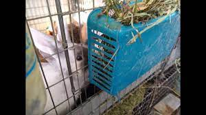 As our rabbit showed us, there is no one hay rack that will meet the needs of every rabbit. How To Make Cheap Rabbit Hay Feeders For 1 00 Youtube