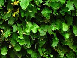 Image result for Didymoglossum erosum