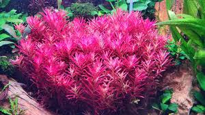 Image result for Rotala submersa