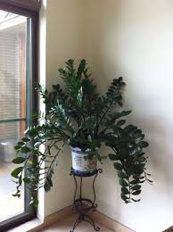 We did not find results for: Zz Plant Plants Household Plants Indoor Plants