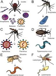 मलेरिया परजीवी में अंतर्दृष्टि – प्लास्मोडियम फाल्सीपेरम का आनुवंशिक शस्त्रागार