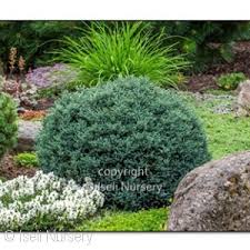 The ferny softness comes from a particular form of the original plant, the sawara cypress (chamaecyparis pisifera). Acorn Farms Search Nursery Bulk Wholesale Trees Shrubs Perennials Roses Annuals For Green Industry