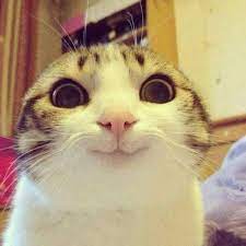 Buzzfeed S Adorably On Twitter Cute Funny Animals Funny Animal Pictures Animal Memes