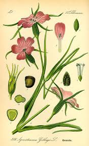 Flora Von Deutschland Osterreich Und Der Schweiz 1885 Botanische Zeichnung Botanische Illustration Illustration Blume