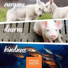 Most terms used here may be found in common dictionaries and general. Be Kind To All Kinds Animals Australia Facebook