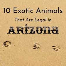 We did not find results for: 10 Exotic Pets That Are Legal In Arizona Pethelpful