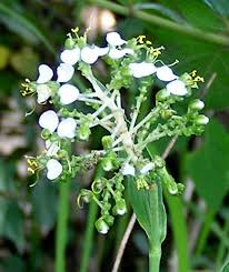 Image result for Aneilema umbrosum