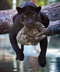 Animals Geolife On Instagram Black Panther First Photo By Send Me Dm Second Photo By Serhat Demiroglu Photo Black Panther Cat Panther Cat Animals