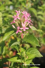 Image result for Ruspolia seticalyx