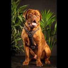 While some giant breeds eat less food than you might expect, this isn't the case with the dogue de bordeaux. Grafico Di Crescita Del Cucciolo Ragnar Dogue De Bordeaux Maschio