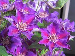 A stemful makes creative interior decor. Clematis Ashva Clematis Clay Soil Plants Clematis Vine