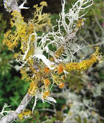 Image result for Emilia tenellula