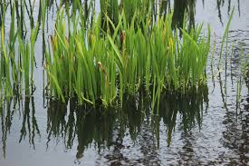 Image result for Wiesneria schweinfurthii