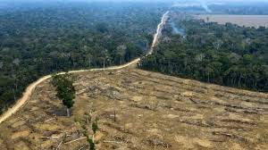 Vue du sol, la forêt amazonienne apparaît comme un bloc impénétrable, formant un véritable mur épais et touffu. Alors Que L Operation Vert Bresil Prend Fin L Amazonie Brule T Elle Toujours Lci
