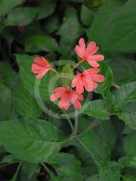 Image result for Crossandra nilotica