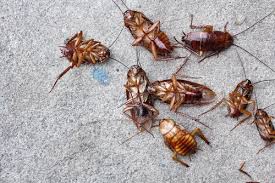 Anaheim pest control, rodent control, termite control and bed bug treatments! Pest Control San Diego San Diego Pest Management